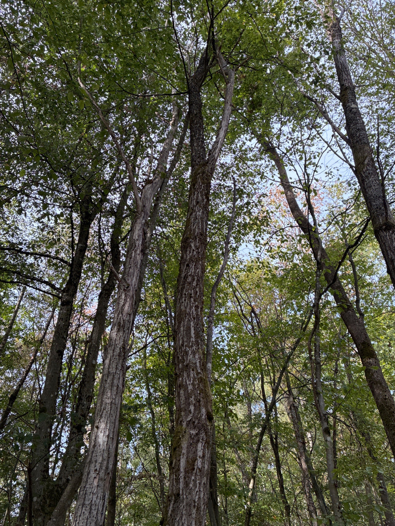 Bergulme — Bild 1 von 6