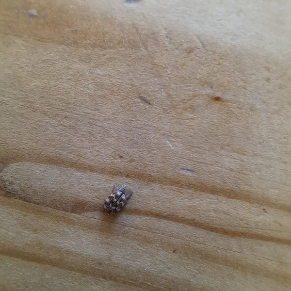 Ein Dunkler Pelzkäfer sitzt auf einer hellen Holzoberfläche. Das Tier ist von oben zu sehen.