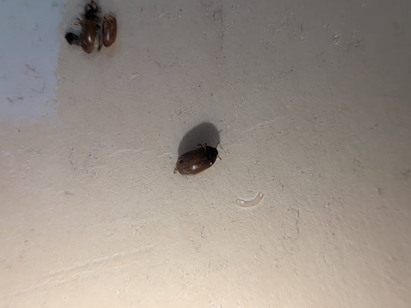 Auf einem hellen Untergrund sitzt ein Dunkler Pelzkäfer. Zudem sind einige Reste und eine kleine Larve oder ein Häutungsrest in der Nähe erkennbar.