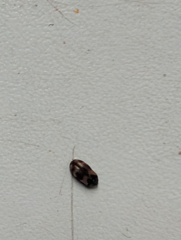 Zu sehen ist ein Dunkler Pelzkäfer auf einer hellen Unterlage. Das kleine Insekt ruht auf der glatten Oberfläche.