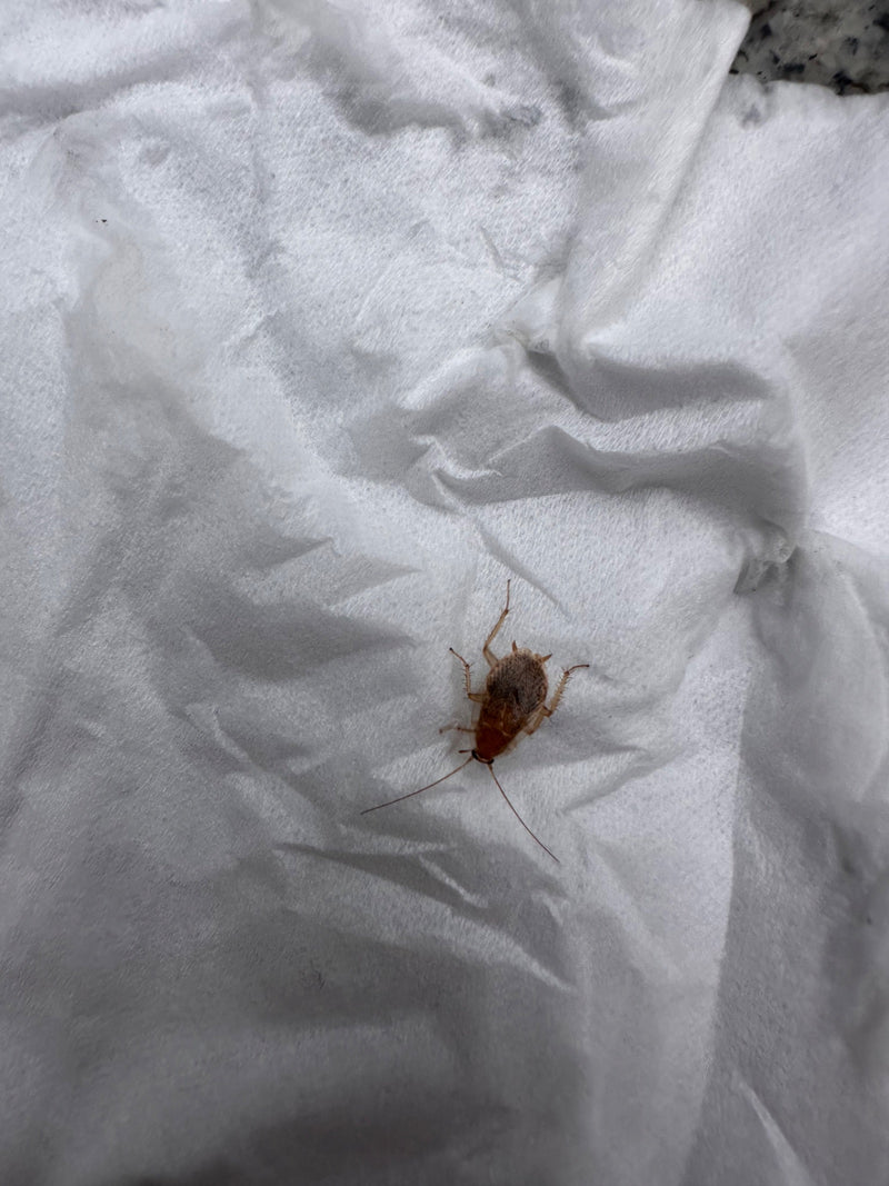 Eine Nymphe der Bernstein-Waldschabe sitzt gut erkennbar auf einem weißen Papiertuch. Das Insekt zeigt typische Merkmale wie die hellbraune Färbung und lange...
