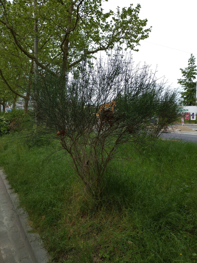 Schmetterlingsbluetler — Bild 3