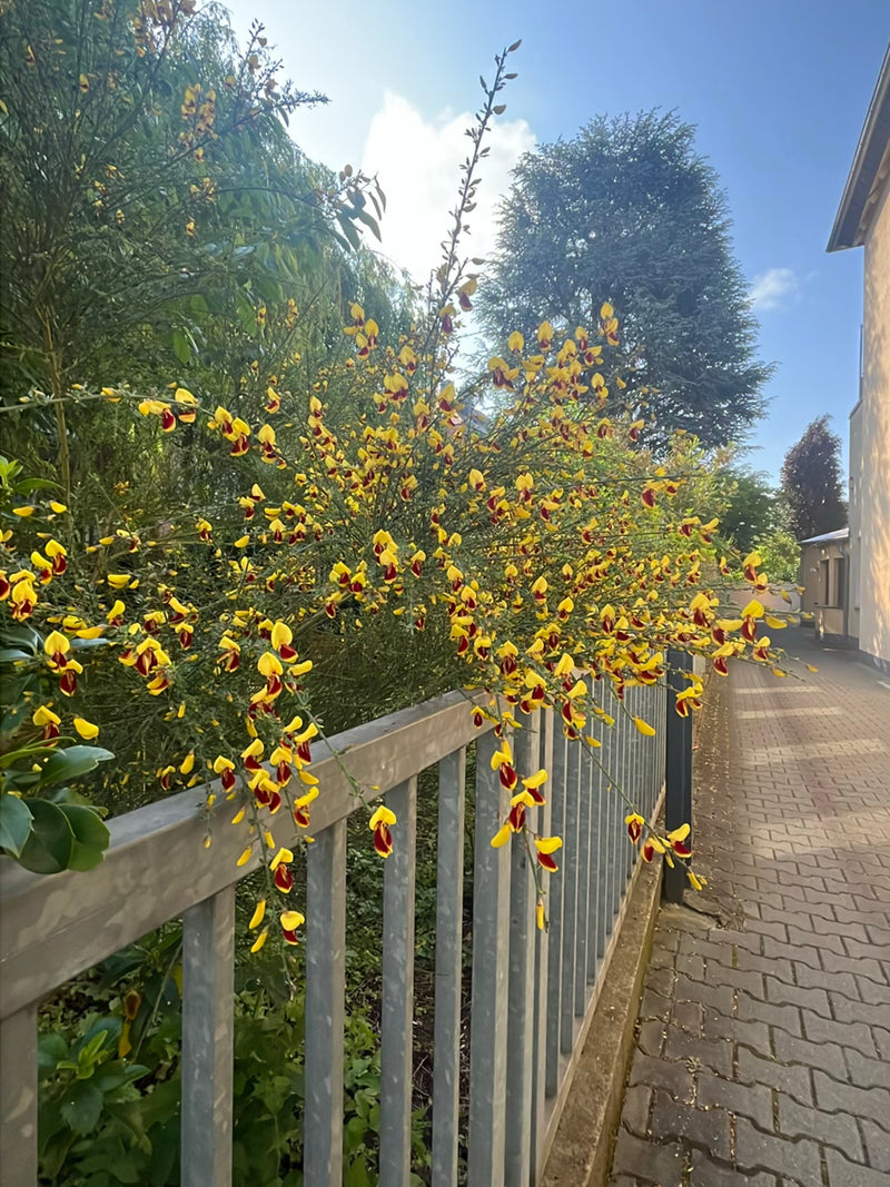 Schmetterlingsbluetler — Bild 4