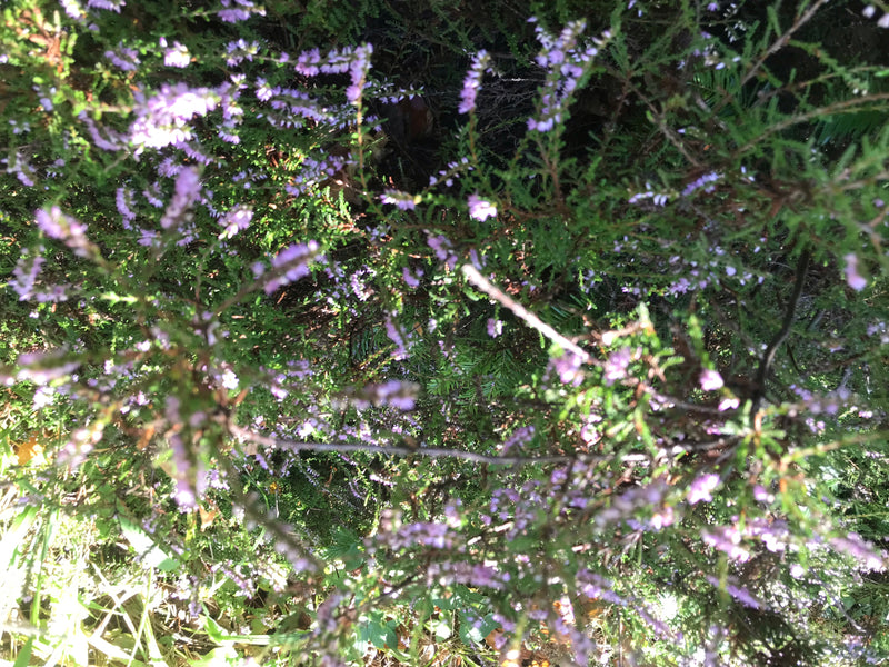 Besenheide — Bild 4