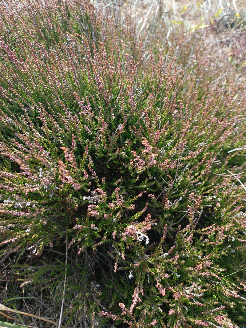 Besenheide — Bild 3