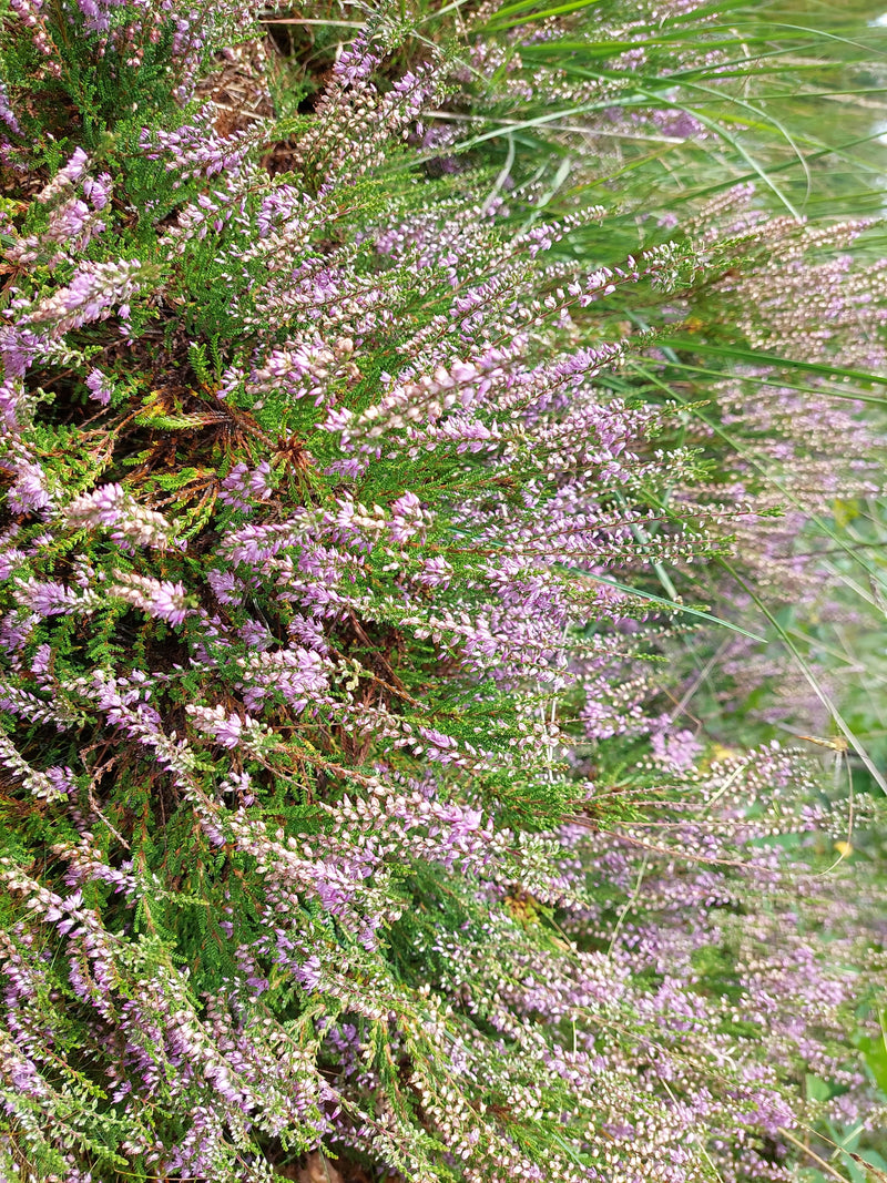 Besenheide — Bild 2