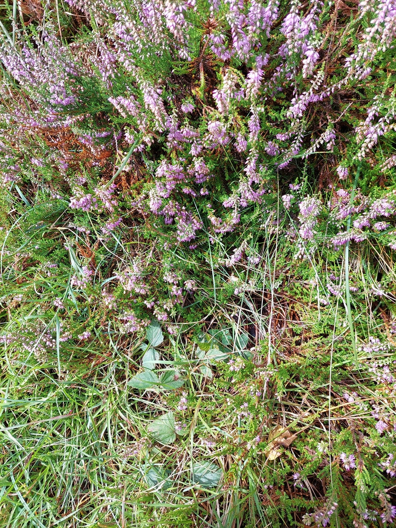 Besenheide — Bild 1
