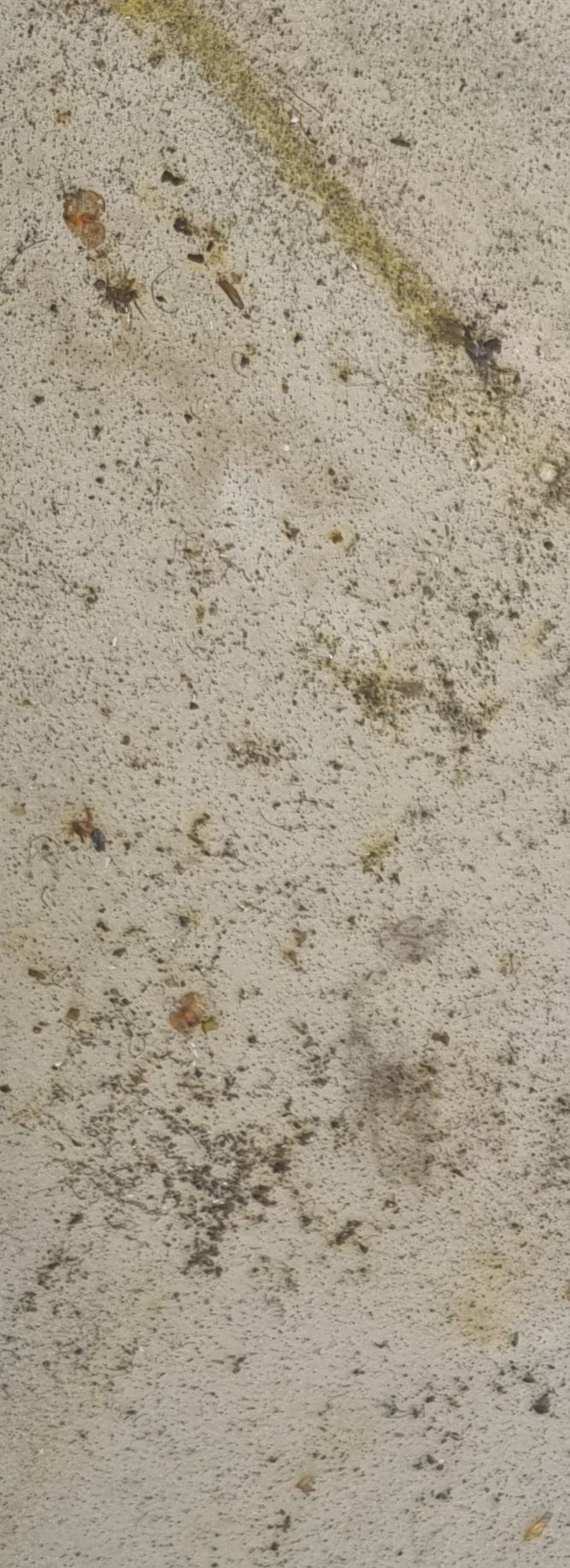 Bettwanze — Bild 1