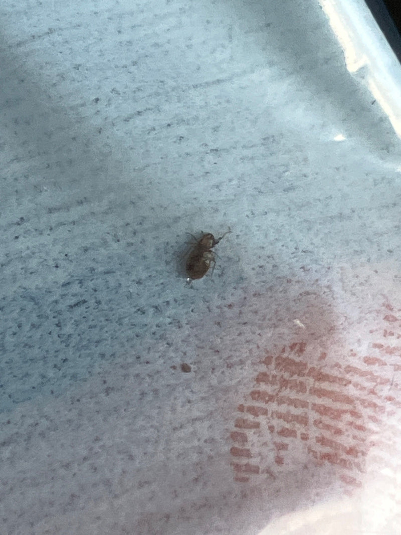 Bettwanze — Bild 2