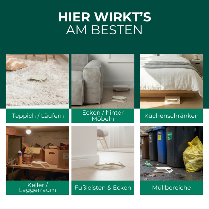 Geeignete Einsatzorte für Bettwanzenfallen – Teppich, Möbel, Bett, Keller, Fußleisten und Müllbereiche