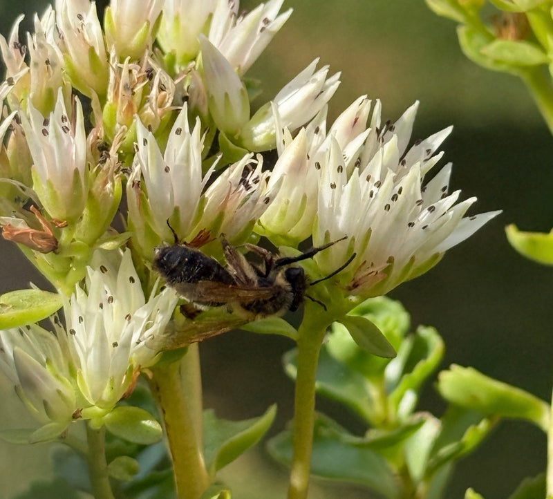 Bienen — Bild 1