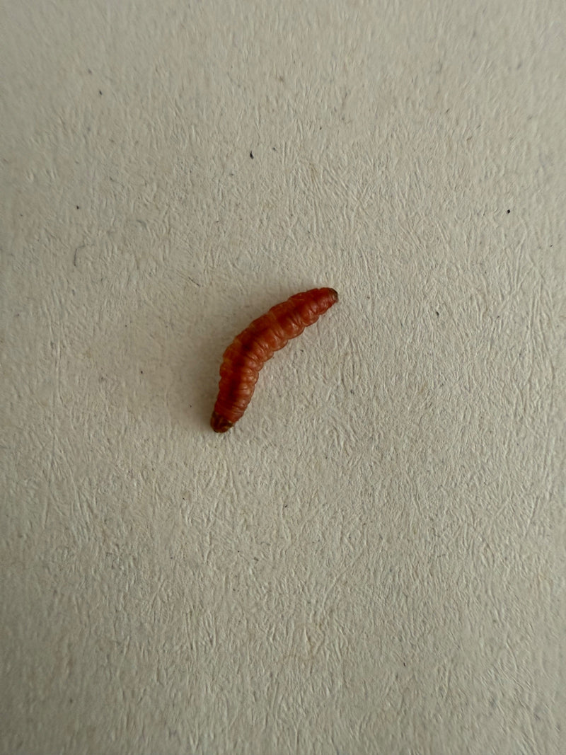 Bienenkäfer — Bild 1 von 1