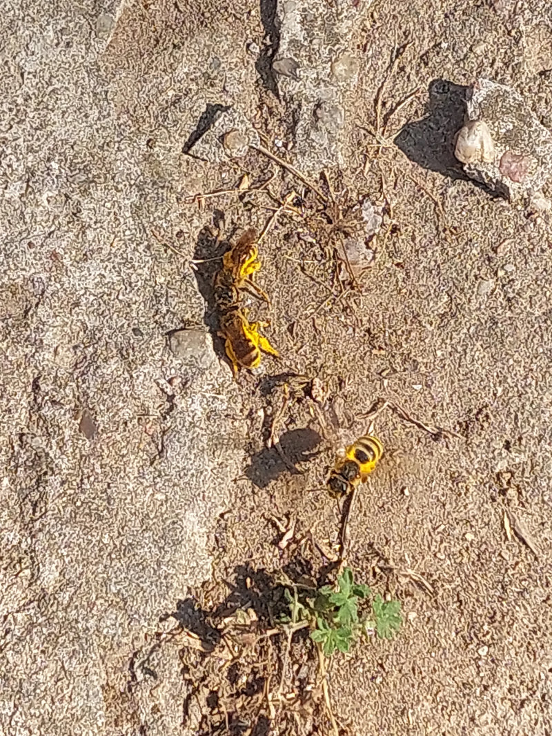 Bienenwolf — Bild 1