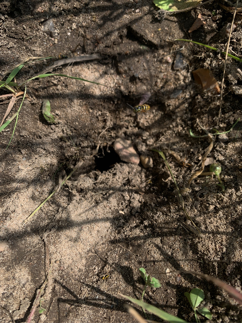 Bienenwolf — Bild 3