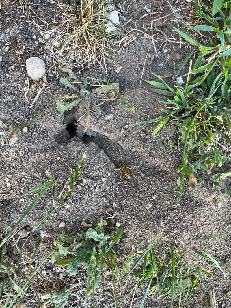 Bienenwolf — Bild 2