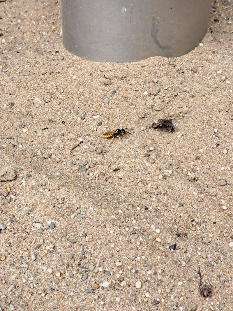 Bienenwolf — Bild 4