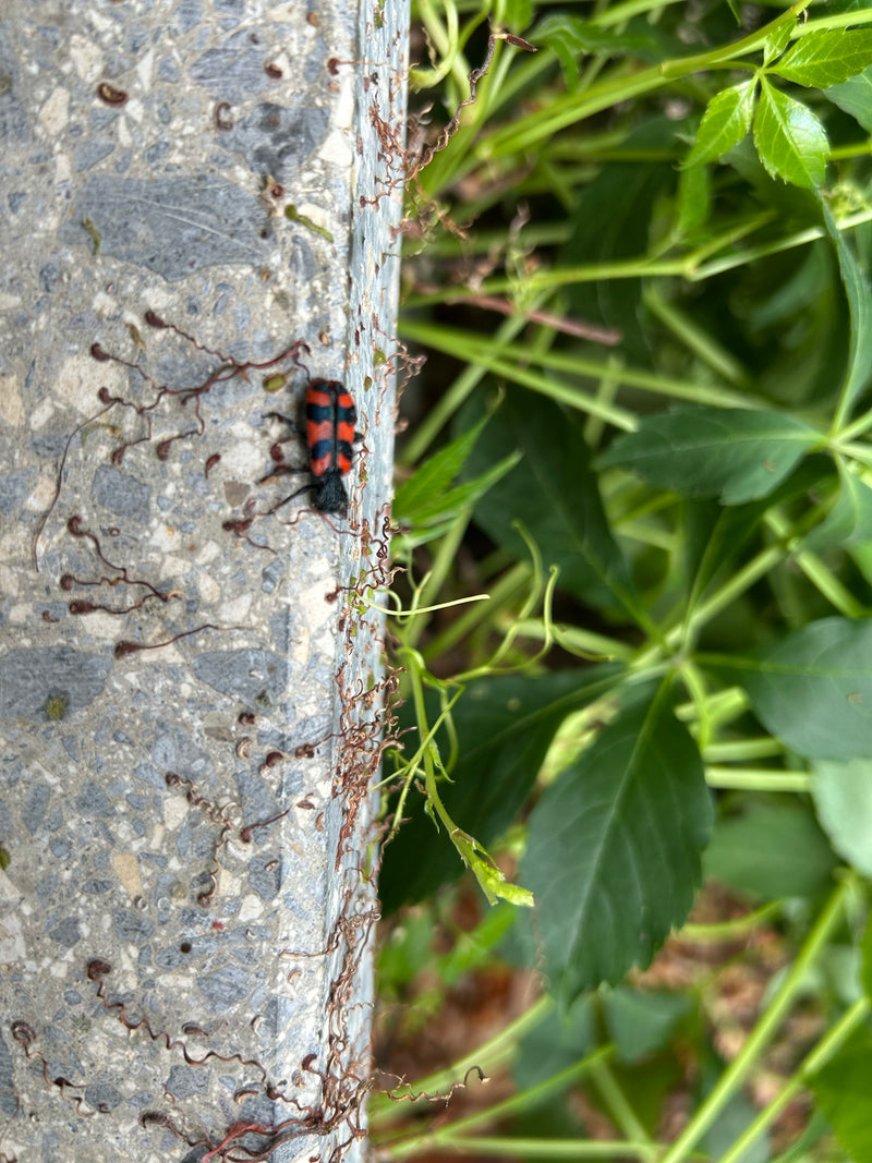 Bienenwolf — Bild 3