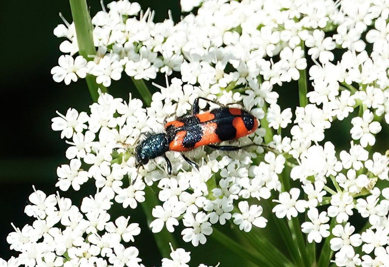 Bienenwolf — Bild 1