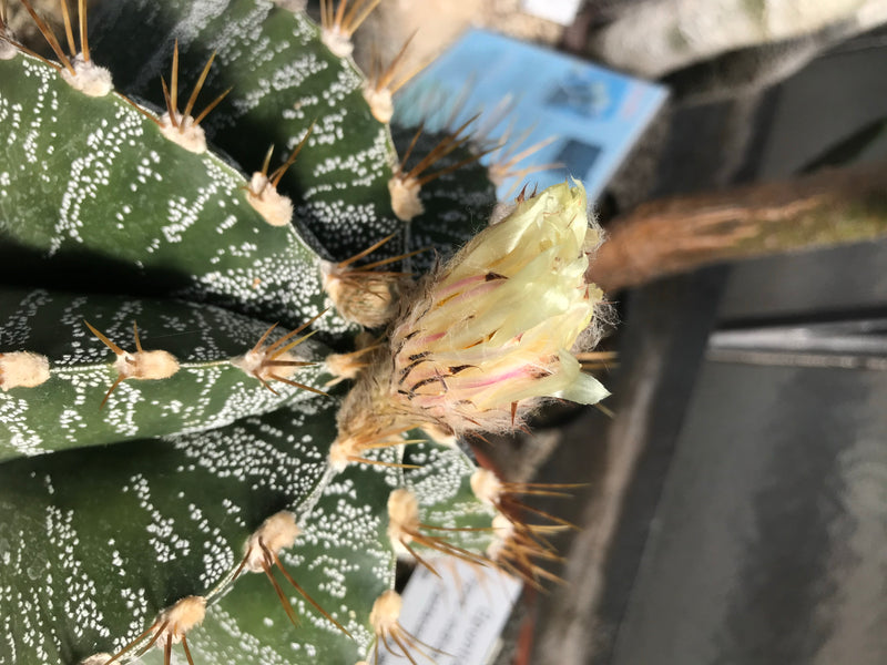 Bischofsmütze — Bild 3 von 5