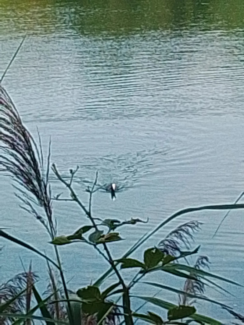 Blässhuhn — Bild 2