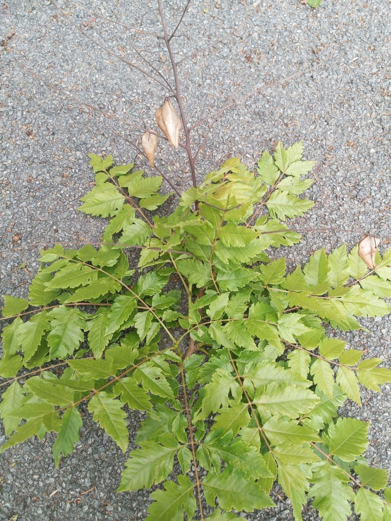 Blasenbaum — Bild 1