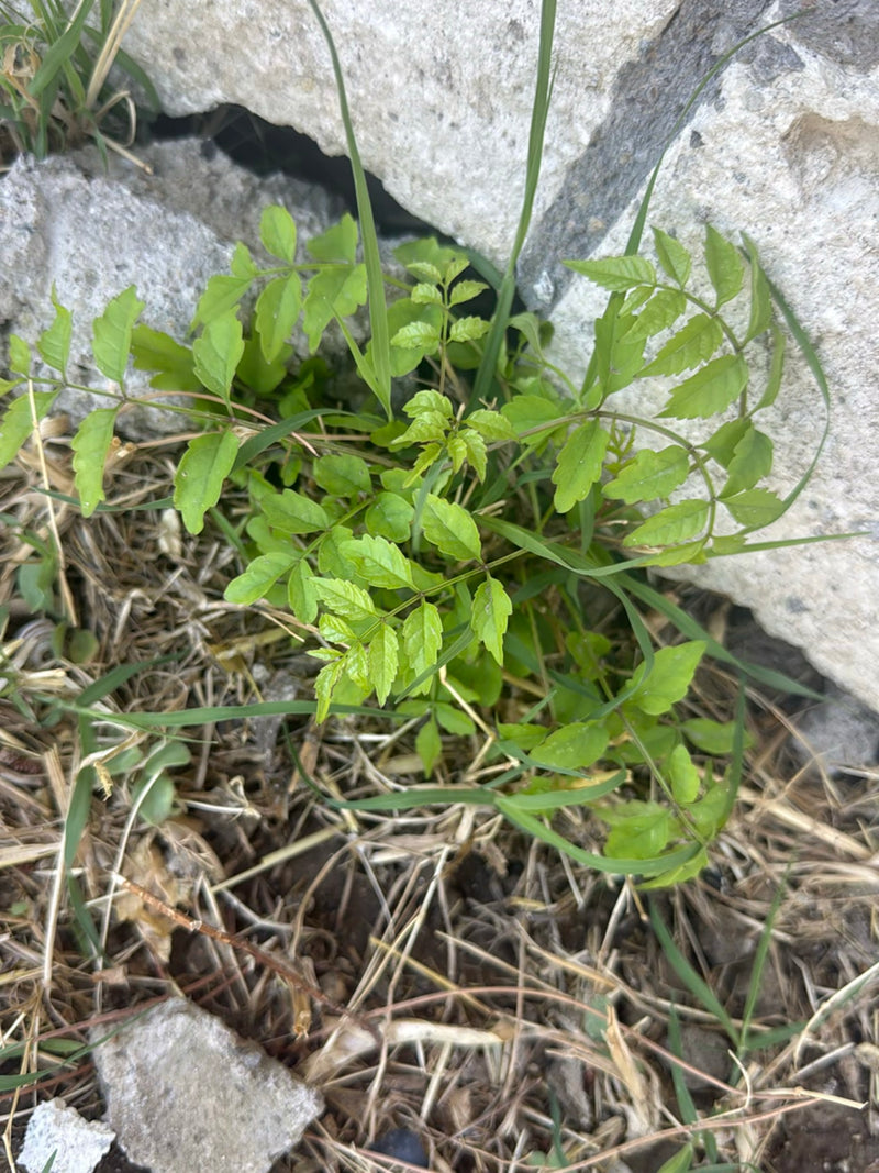 Blasenbaum — Bild 3