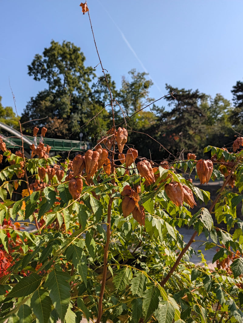 Zweig eines Blasenbaums mit grünen, gefiederten Blättern und den typischen braunen, blasenförmigen Kapselfrüchten vor blauem Himmel.