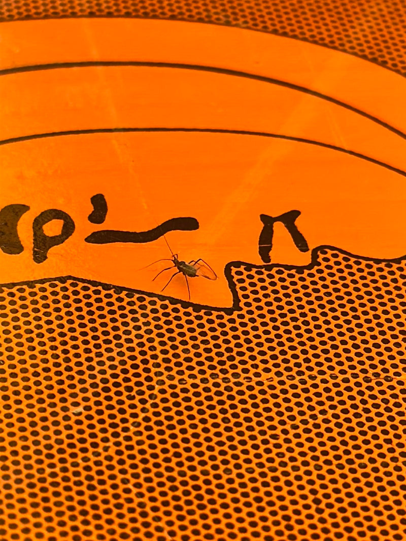 Blattlaus — Bild 1