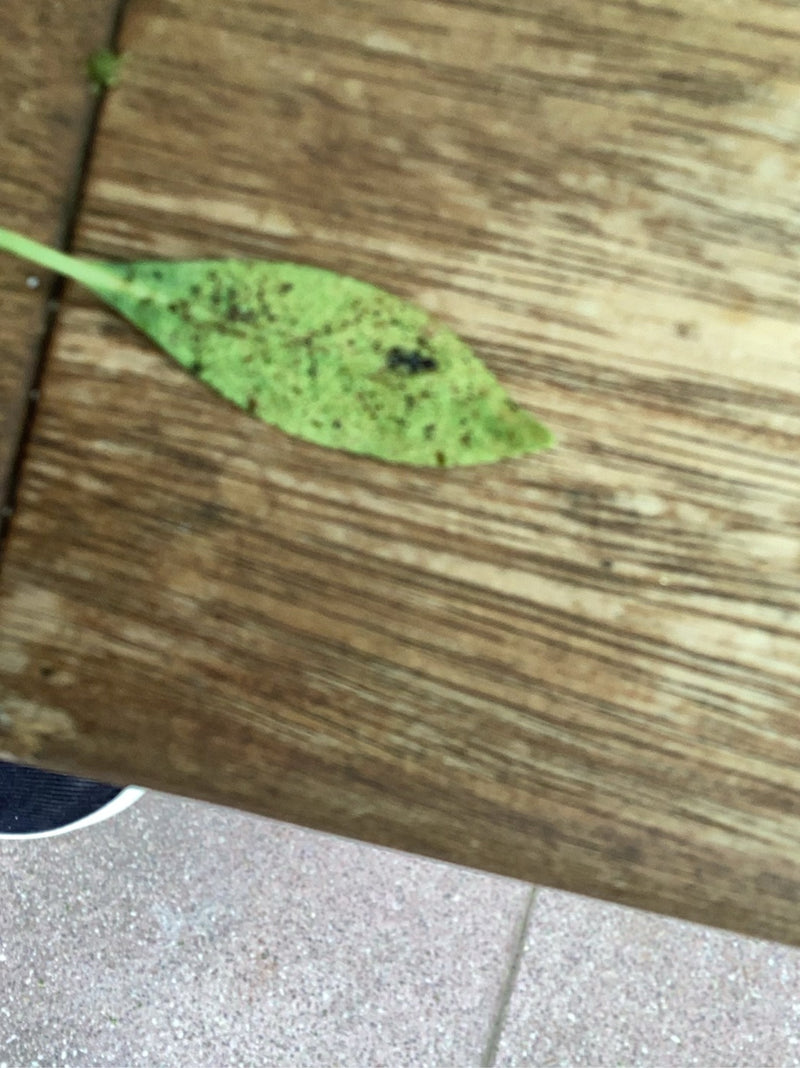Blattläuse — Bild 3