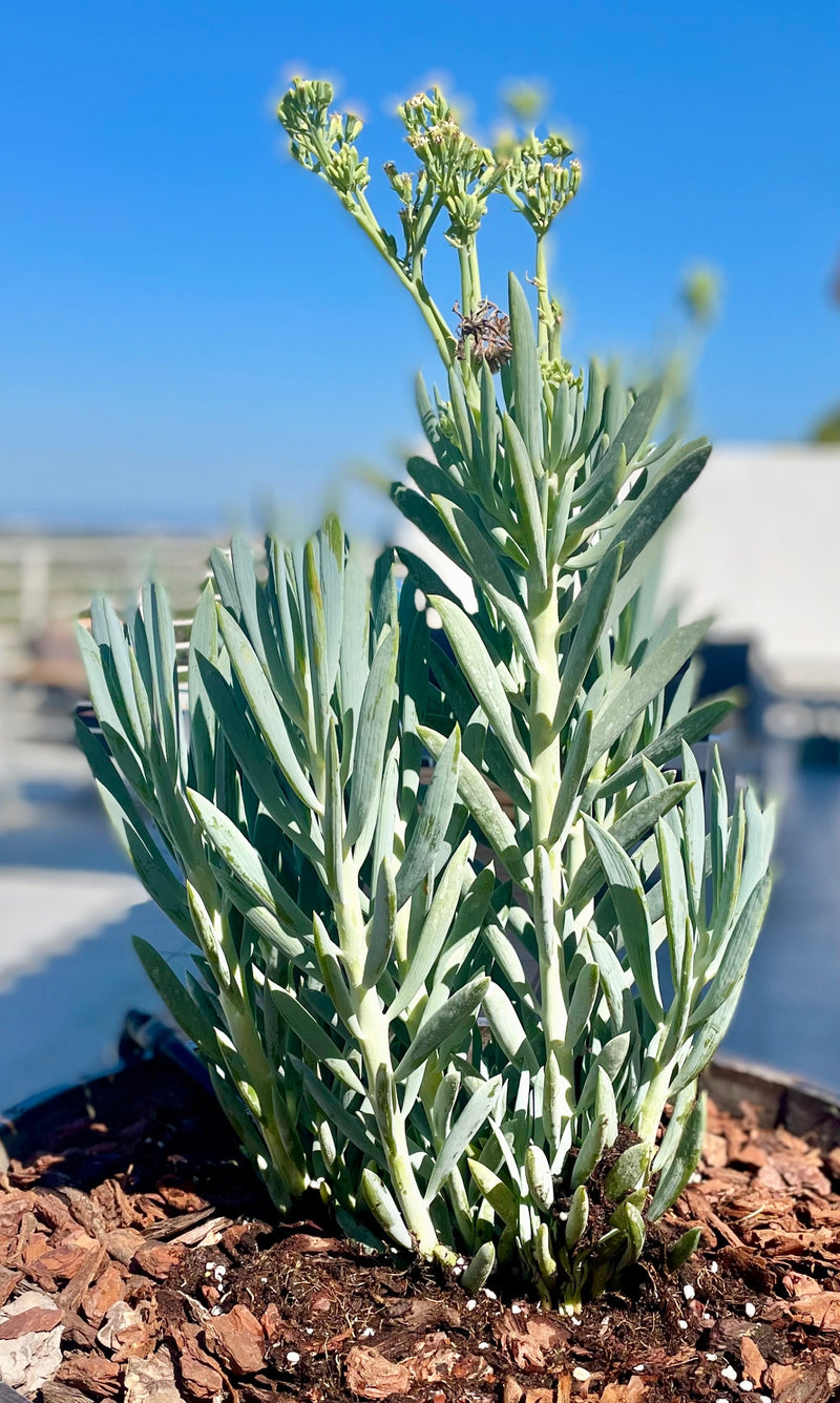 Blaue Chalksticks — Bild 1 von 3