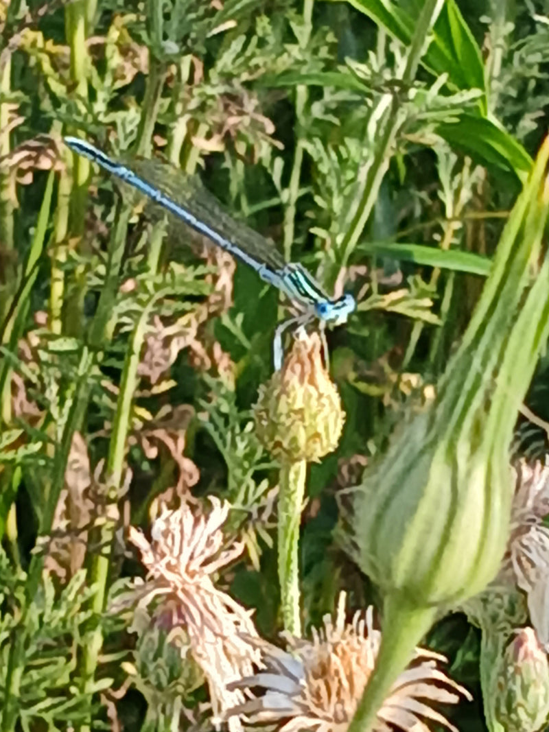 Blaue Federlibelle — Bild 2