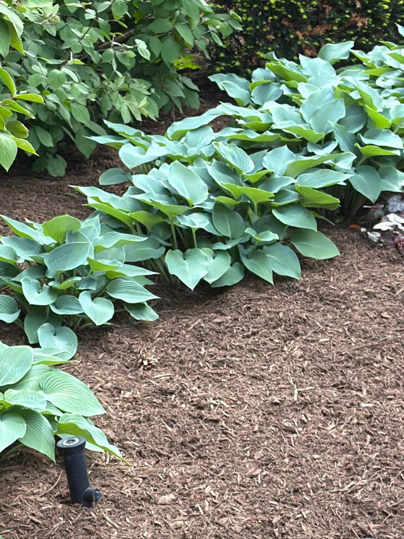 Auf dem Bild sind mehrere Exemplare der Blauen Funkie (Hosta sieboldiana) in einem Gartenbeet zu sehen. Die charakteristischen, bläulich-grünen Blätter wachs...