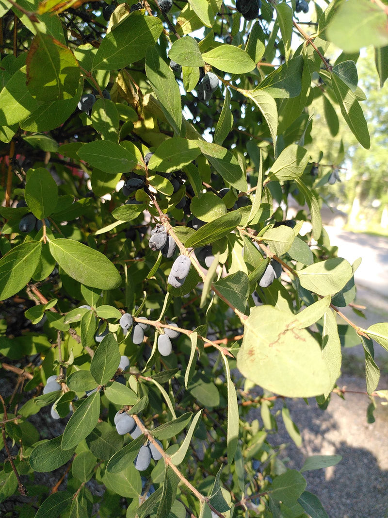 Das Bild zeigt grüne Blätter und längliche blaue Beeren von Heckenkirschen an einem strauchartigen Astwerk. Die Pflanze befindet sich im Freien bei Tageslicht.