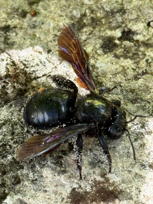 Blauschwarze Holzbiene (Xylocopa violacea), 28.09.2026