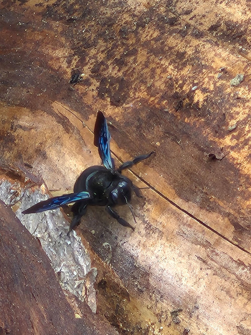 Blauschwarze Holzbiene (Xylocopa violacea), 19.07.2026
