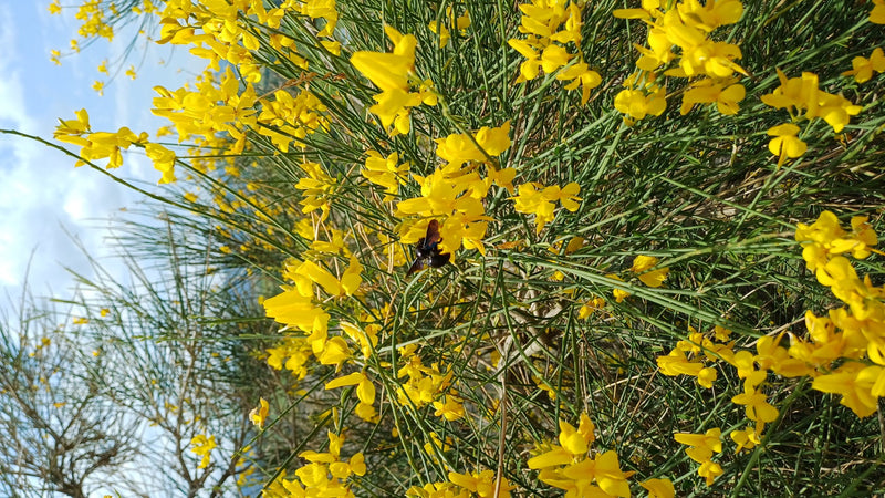 Eine Blauschwarze Holzbiene sitzt auf gelben Blüten einer Pflanze. Die Aufnahme zeigt das Insekt von oben in seinem natürlichen Lebensraum.