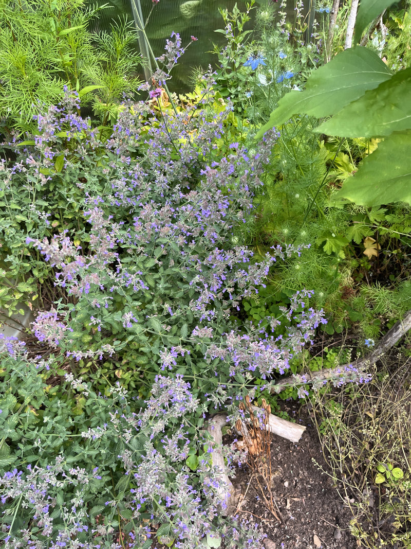 Faassens Katzenminze — Bild 2