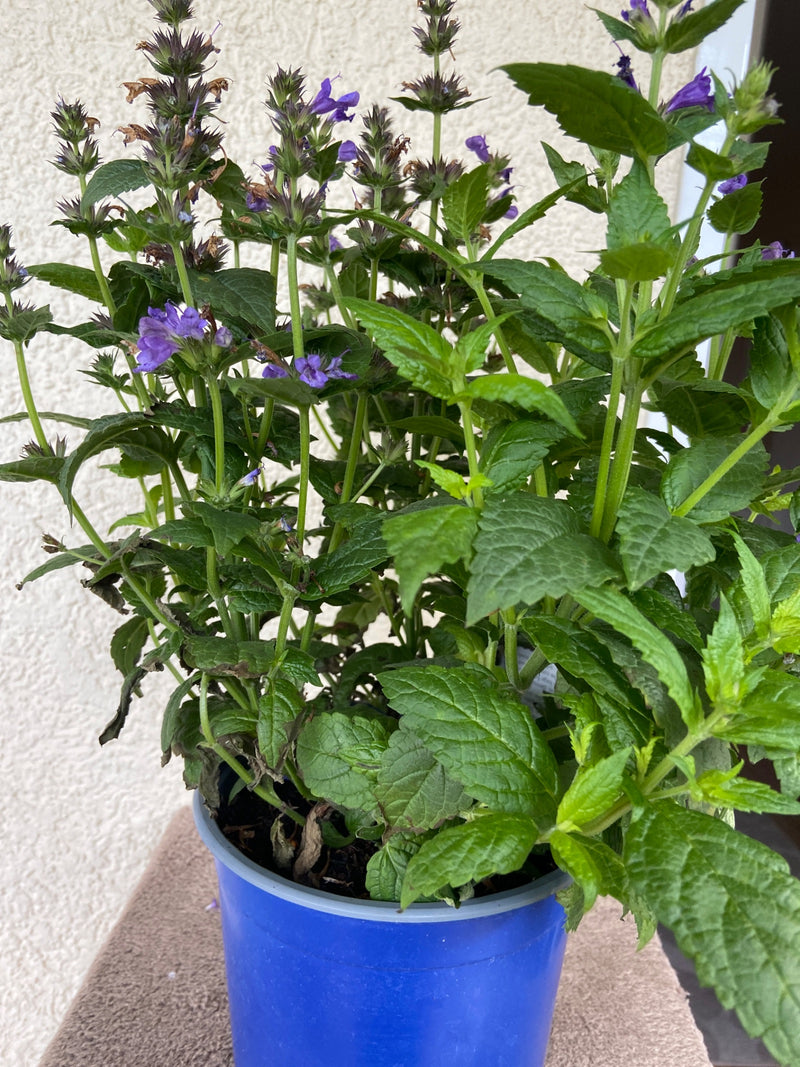 Faassens Katzenminze — Bild 5