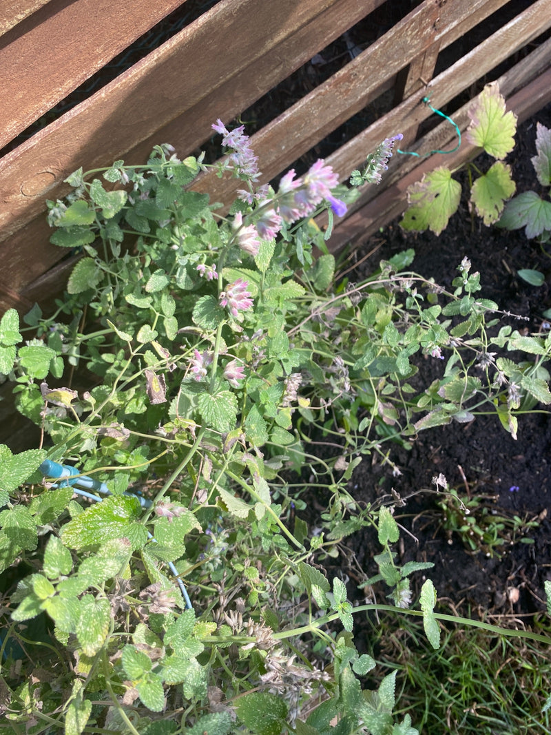 Eine blühende Faassens Katzenminze wächst in einem Gartenbeet vor einem hölzernen Zaun.
