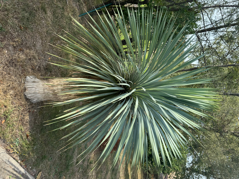 Blaue Palmlilie — Bild 1 von 1