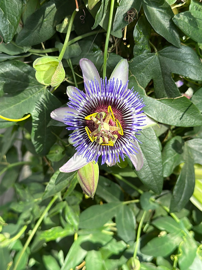 Blaue Passionsblume — Bild 3