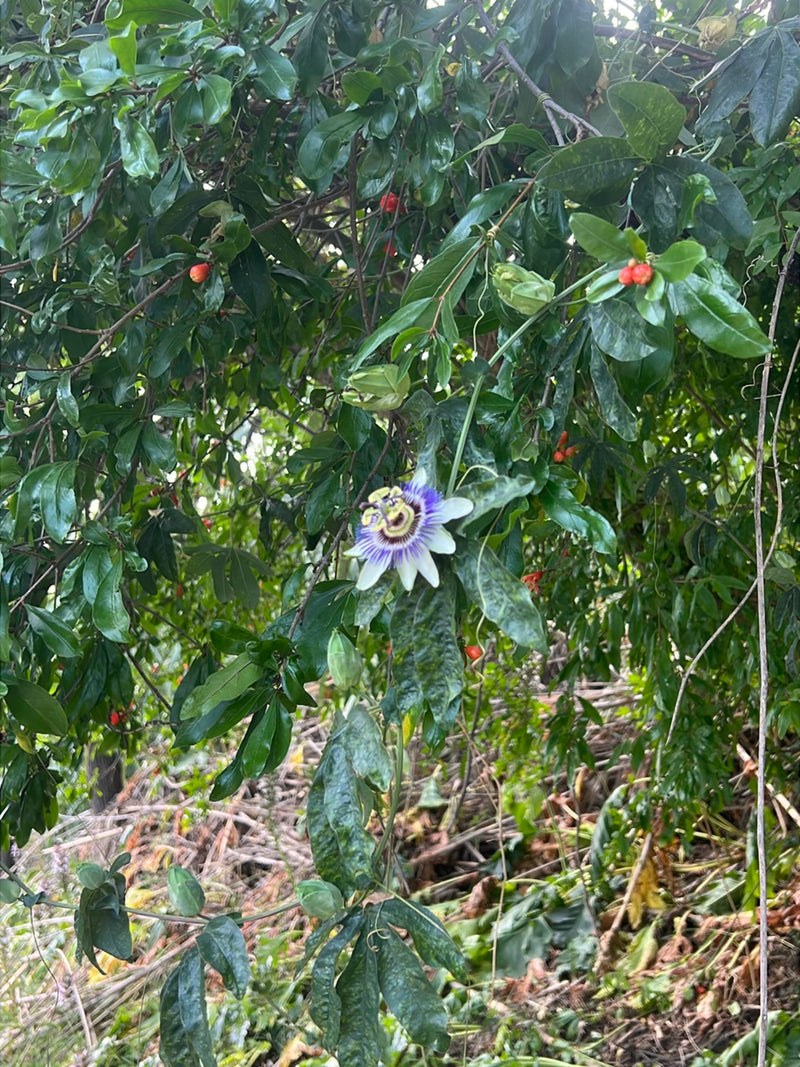 Blaue Passionsblume — Bild 1