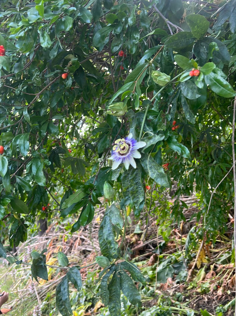 Blaue Passionsblume — Bild 2