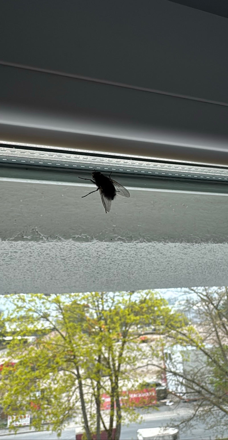 Schmeißfliege — Bild 3