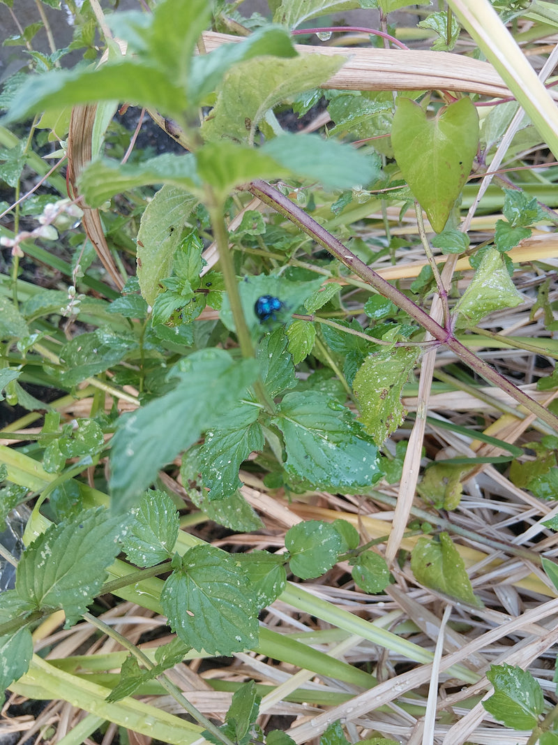 Himmelblauer Blattkäfer — Bild 1