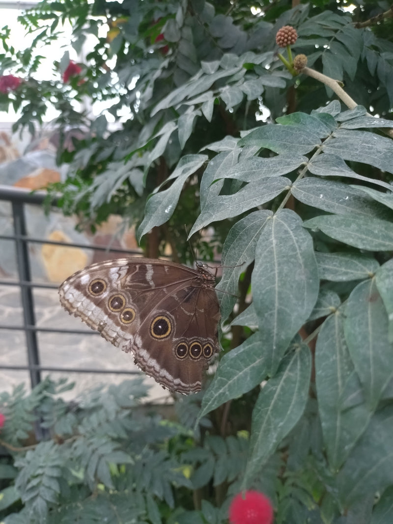 Blauer Morphofalter — Bild 3