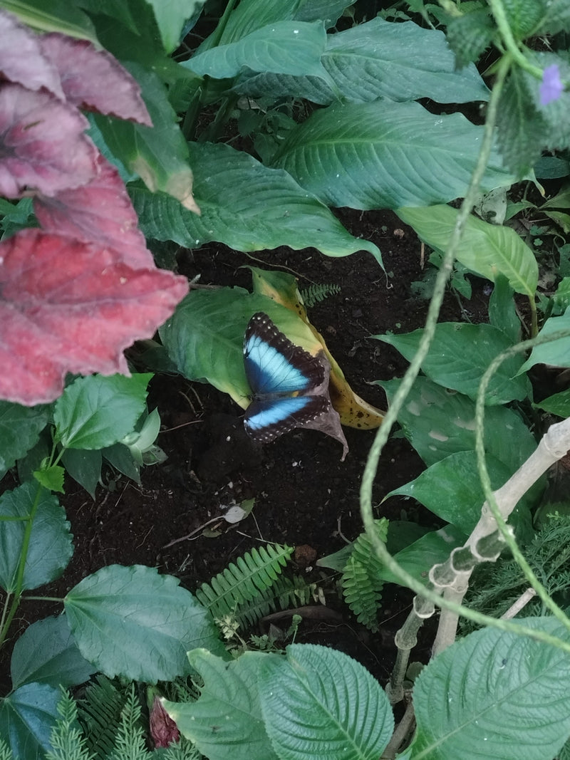 Blauer Morphofalter — Bild 4