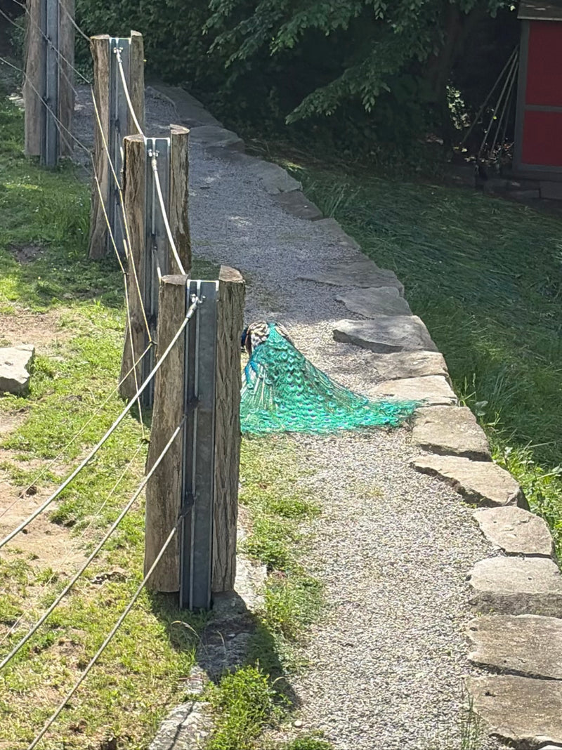 Blauer Pfau — Bild 1