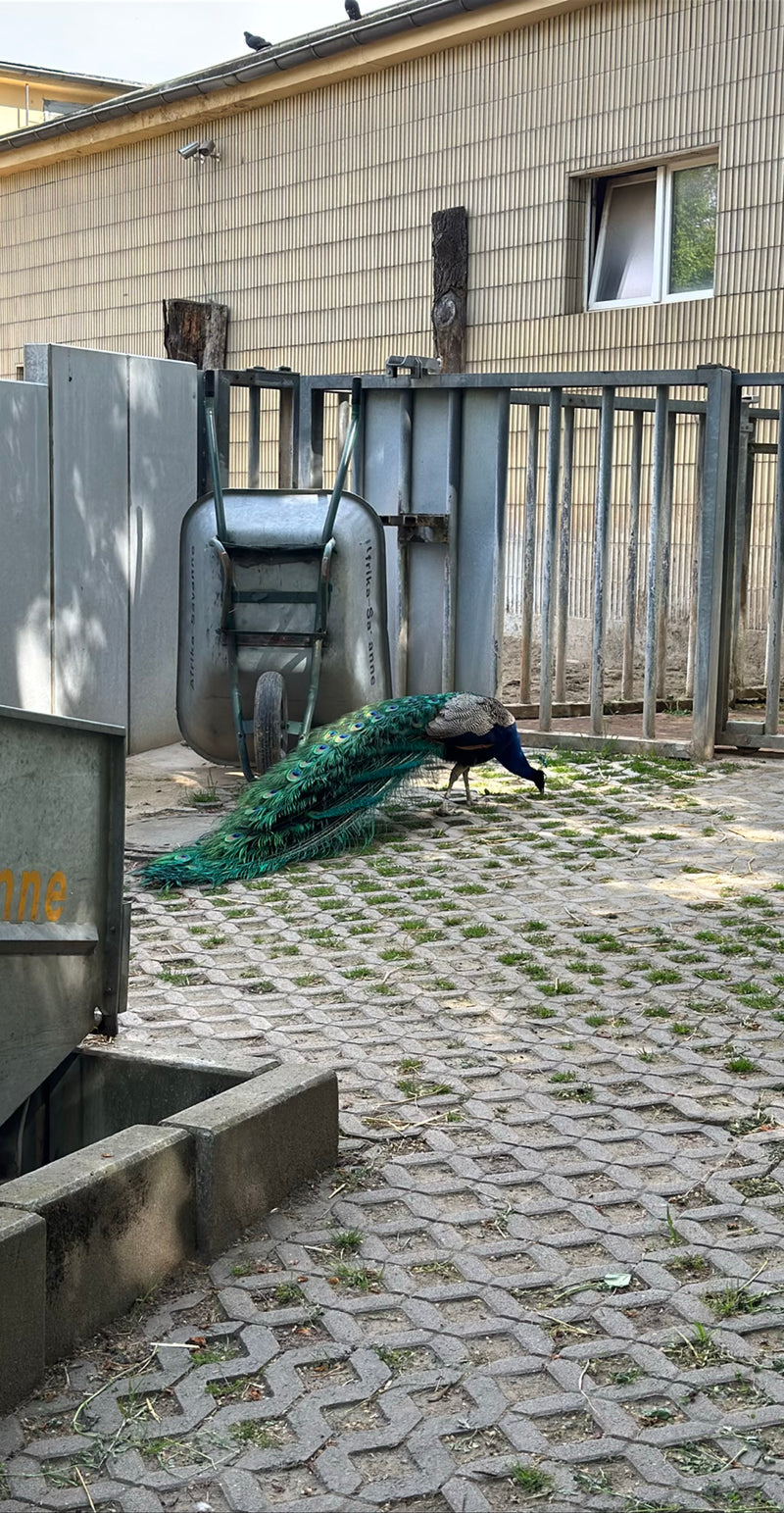 Blauer Pfau — Bild 4