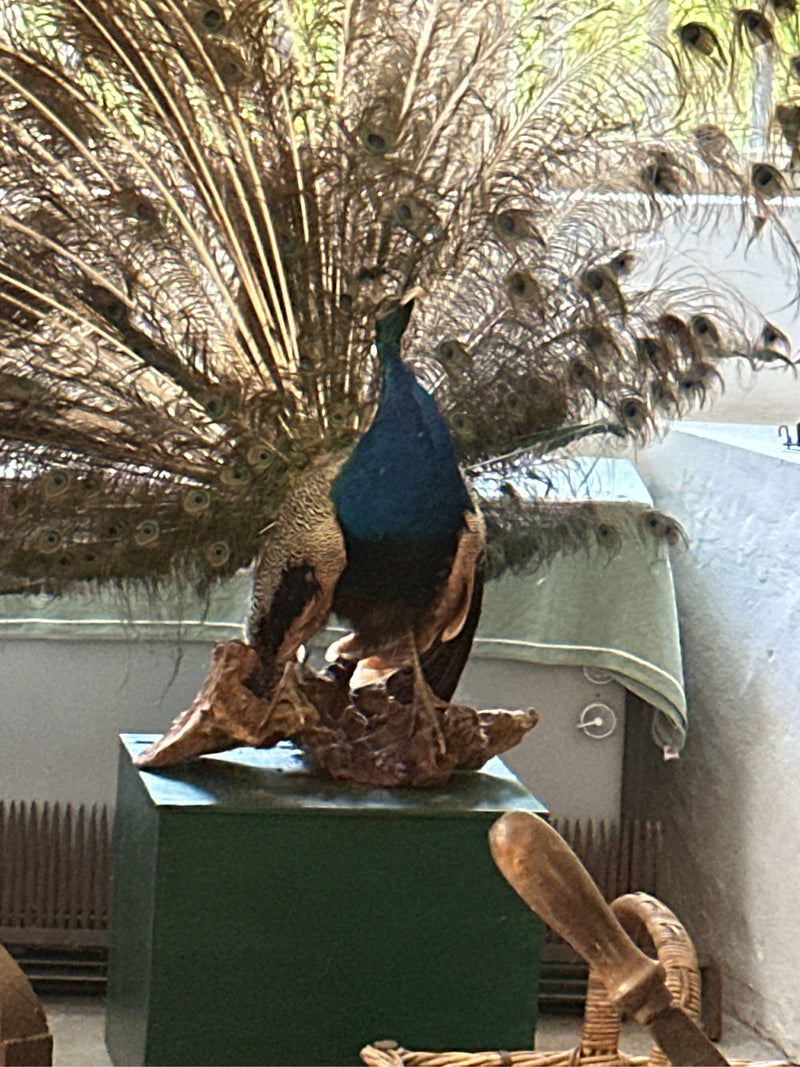 Blauer Pfau — Bild 1